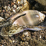 Oliva carneola